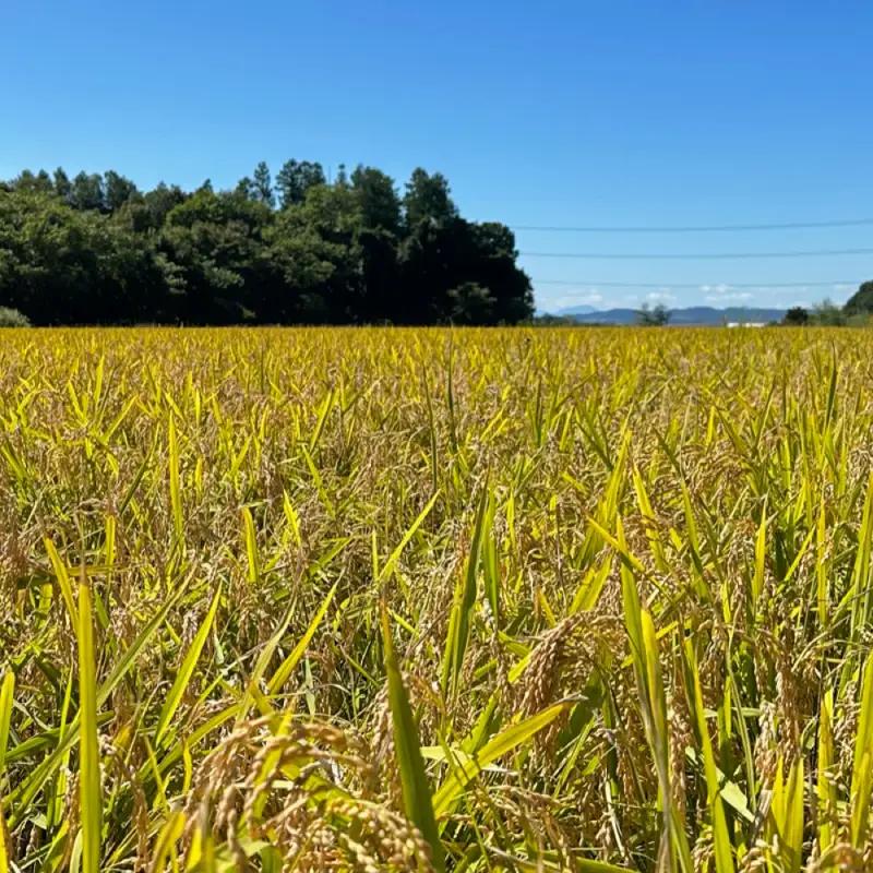【お米定期便】特Aランクななつぼし5kg×6ヶ月（精米）北海道米 栗山町産