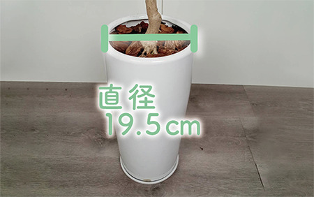 2025年5月中旬～発送【観葉植物】ラブリィハート100cm～120cm【農林水産省 品種登録】(T&P/077-1497) 観葉 植物 インテリア 鉢植え 鉢植 グリーン 自然 ナチュラル 美しい 