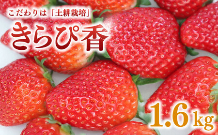 いちご【 期間限定】苺 きらぴ香 いちご イチゴ 苺 1.6kg | イチゴ 静岡県 牧之原市