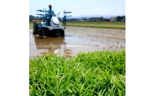 【令和8年産新米】 新潟県産「新之助」 白米 30kg（5kg×6袋） 阿賀野市産 中島農場 精米 新潟県 米 こめ コメ お米 ごはん ご飯 農家直送 色彩選別済 新米 新米予約 令和8年産 9月下