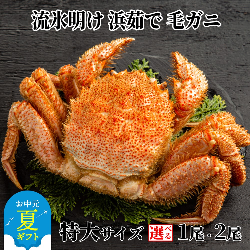 【ふるさと納税】流氷明け 浜ゆで 毛ガニ 特大 | お中元 御中元 夏ギフト ギフト 贈り物 贈答 選べる 毛蟹 毛がに カニミソ かにみそ 蟹味噌 1尾 2尾 3尾 1杯 2杯 3杯 北海道産 セット グルメ プレゼント ギフト 海鮮 海鮮食品 ふるさ