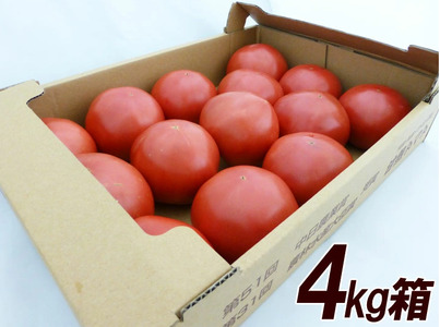 先行予約（訳あり）（2026年7月上旬頃から順次発送） 甘塾トマト 麗月 2Ｌ～3Ｌ 大サイズ 4kg以上 【119-5】