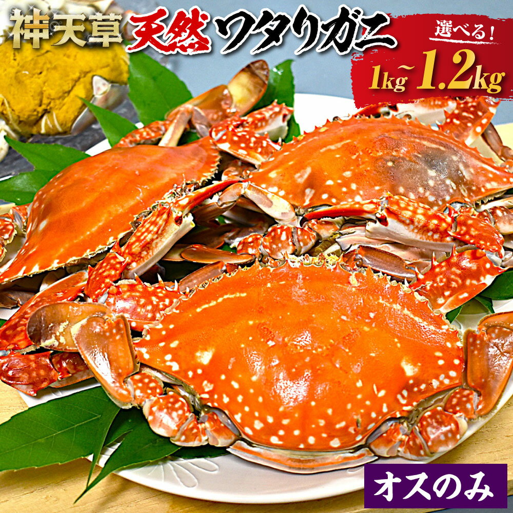 【ふるさと納税】天草産 天然ワタリガニ オスのみ 1kg～1.2kg 3杯～6杯 選べる内容量 蟹 カニ 渡り蟹 海産物 海鮮 海の幸 天然 国産 九州 冷凍 熊本県 上天草市 送料無料