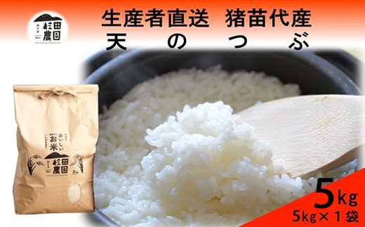 【令和7年度産】米 天のつぶ 5kg 白米 精米 ※沖縄・離島への配送不可