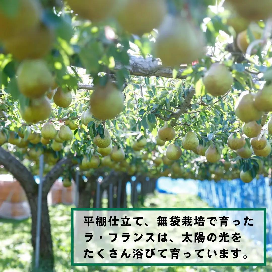西洋梨（ラ・フランス）５ｋｇ　ご家庭用　0055-2612