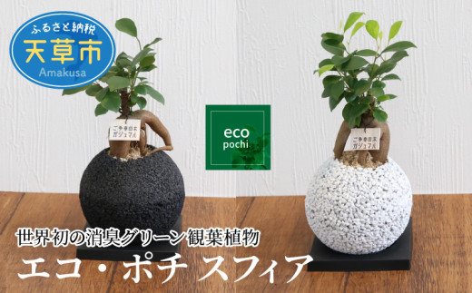 
                  S060-080_エコ・ポチ スフィア ガジュマル 観葉植物
                