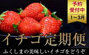 【ふるさと納税】No.1435福島の朝摘みいちご とちおとめ4P【全3回】【2025年発送】