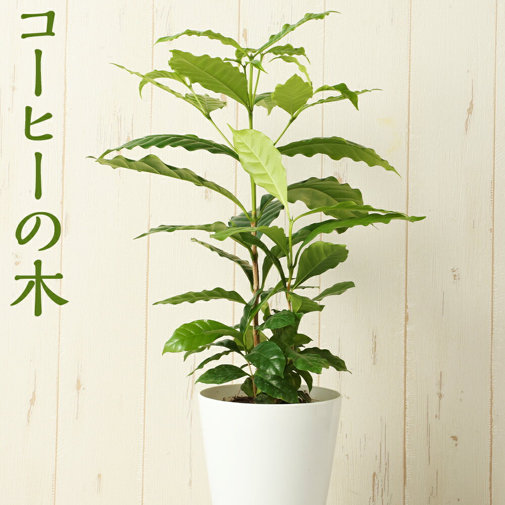 【ふるさと納税】コーヒーの木 1鉢 植物 観葉植物 グリーン インテリア 熊本県 高森町 送料無料