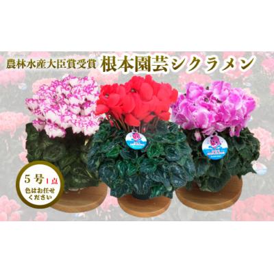 ふるさと納税 南相馬市 【2026年 先行予約】シクラメン 色おまかせ 5号 | 花ギフト プレゼント 花苗 鉢植 根本園芸