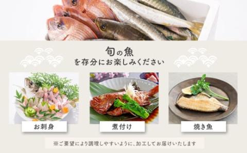 魚屋さんの選んだ新鮮お魚詰め合わせ（約4人分）