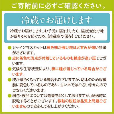 ふるさと納税 東根市 【2026年度】ブラックシャインマスカット(富士の輝)650g以上 1房 山形県 東根市 |  | 01