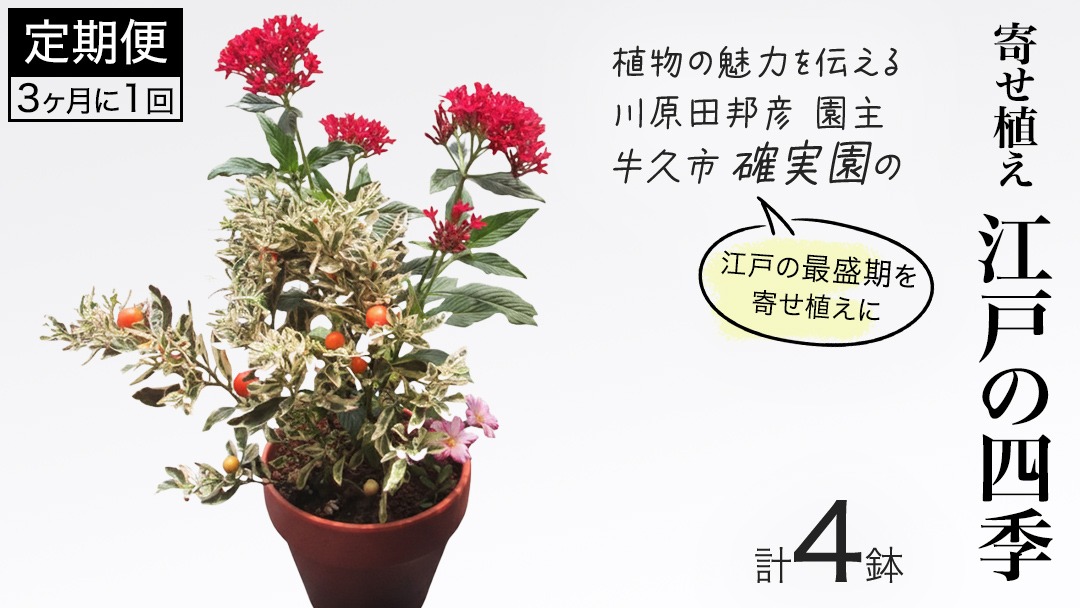 寄せ植え 江戸の四季 【 3ヶ月に1回お届け (全4回お届け) 】	 植物 季節 旬 ガーデニング インテリア 定期便