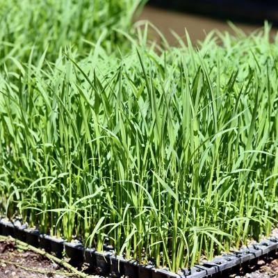 ふるさと納税 いの町 上東産　仁淀米　香り米入り【2026年11月上旬頃から発送】 |  | 01