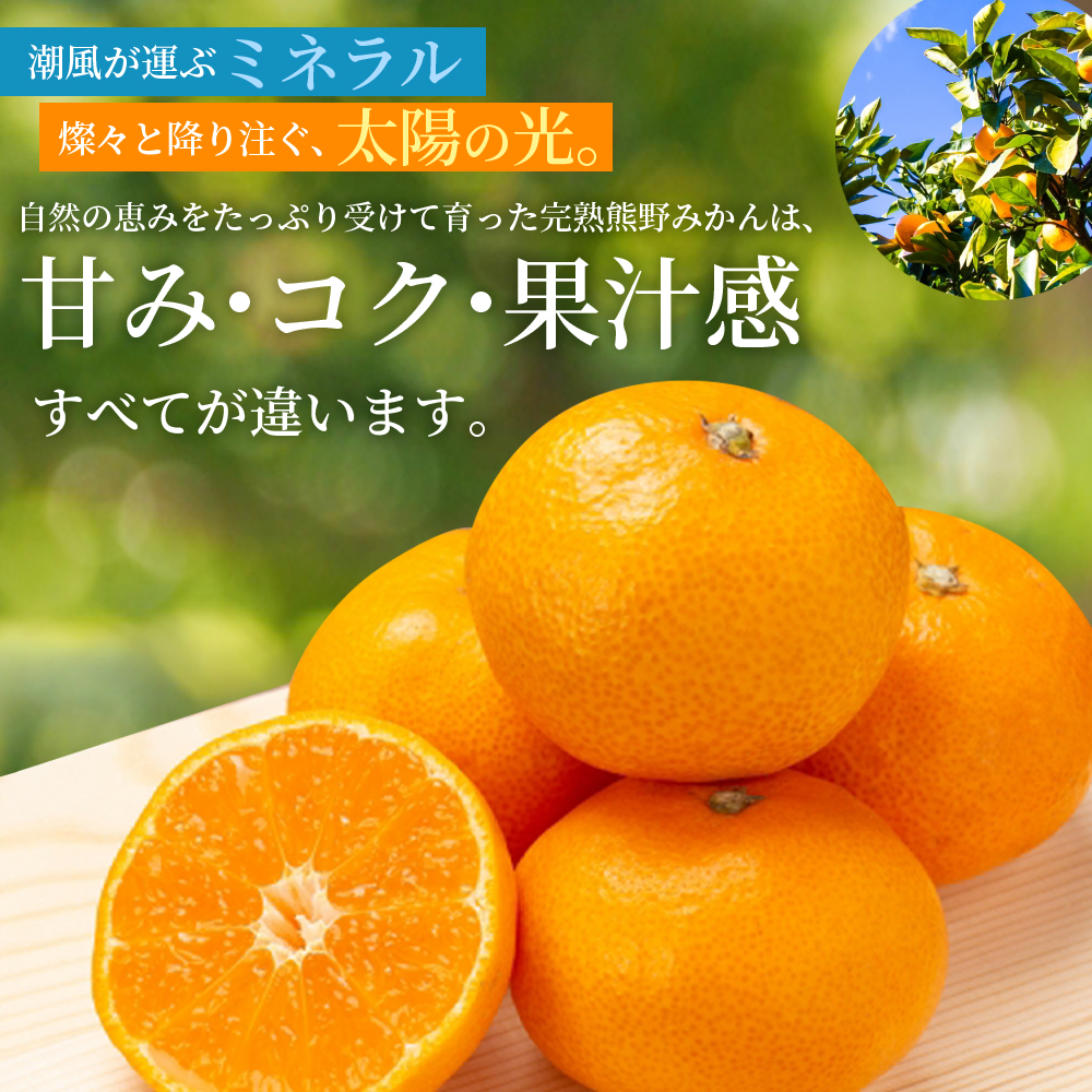 仲森農園の完熟熊野みかん 3kg 【2026年11月下旬から12月下旬に発送】 みかん ミカン 蜜柑 温州みかん 温州ミカン 柑橘 フルーツ 果物 くだもの 甘い 旬 人気 産地直送 10000円 三