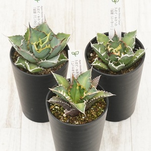 多肉植物 インテリア アガベ チタノタ銘品3種 セット 3.5号鉢 赤猫 シーザー パンダ 四国ガーデン 人気 観葉植物 グリーン リラックス 伊予市｜D56