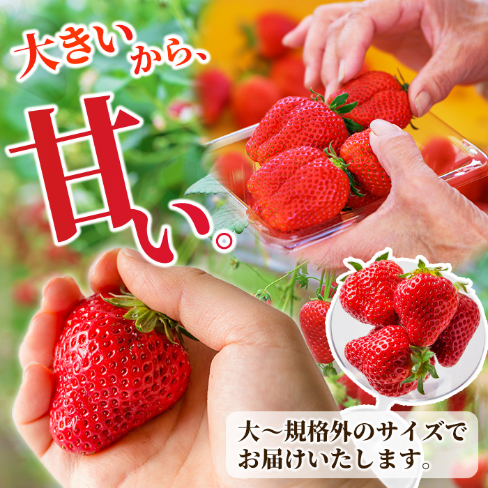 ≪先行予約受付中！≫宮城県登米市産いちご もういっこ 2.4kg（8パック） フルーツ 果物 果実 デザート くだもの いちご イチゴ 苺 ストロベリー 甘い パック 【いちごファームやなぎぶち】tm