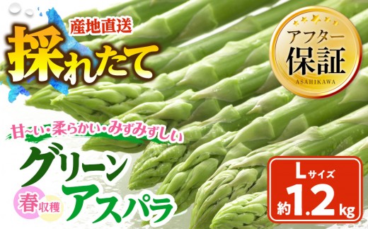 
                  春収穫グリーンアスパラLサイズ（400g×3）約1.2kg（2027年6月上旬から発送開始予定）【 アスパラ アスパラガス 朝採り とれたて 野菜 旬 小分け 保存 産直 産地直送 お取り寄せ 旭川市 北海道 】_05534
                