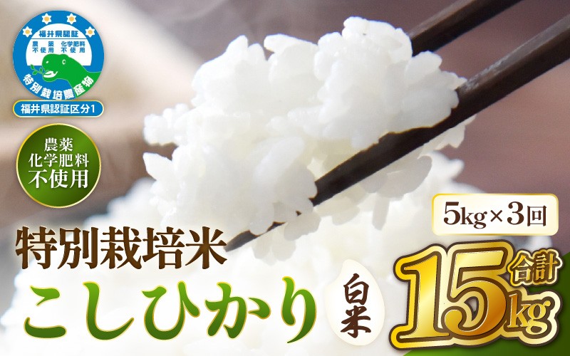 
                   新米【先行予約】定期便 ≪3ヶ月連続お届け≫【令和8年産】特別栽培米コシヒカリ5kg × 3回（合計15kg）【白米】 農薬不使用米 福井県認証区分1取得 越前町【2026年10月中旬以降順次発送】【5キロ お米 コメ 農薬化学肥料不使用 送料無料】 [e81-e002_01]
                