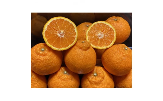 太陽と海の不知火5kg＜家庭用＞＜C73-4＞【1491886】