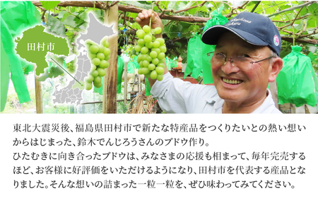 ＼ 先行予約 2026年発送 ／ ゴルビー 約1kg 冷蔵 種無し 種なし シャインマスカット ブドウ ぶどう 品種 果物 甘い 巨峰 美味しい 希少 人気 ランキング おすすめ 家庭用 福島県 田村
