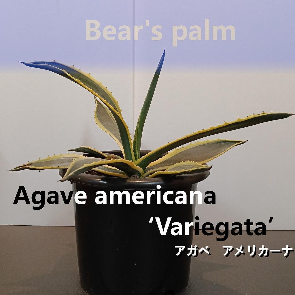 
            アガベアメリカーナ中株　Agave americana Variegata_栃木県大田原市生産品_Bear‘s palm
          