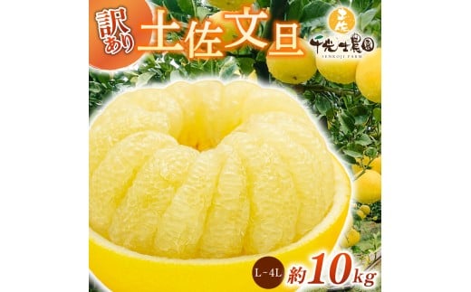 【 先行予約受付 】【 R8年発送 】 土佐文旦 L~4L 約10kg 訳あり 柑橘 フルーツ 果物 ブンタン 文旦 とさぶんたん 高知県 特産品 ギフト プレゼント 贈り物 おいしい 熟成 爽やか 酸味 甘い 果汁 ジューシー 家庭用 旬 季節 限定 2月 3月 4月 春 お取り寄せ グルメ 千光士農園 L 2L 3L 4L 17玉 22玉 安芸市 高知県
