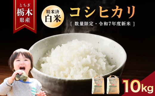 こしひかり  10kg | お米 米 もち米 ミルキークイーン きぬはなもち とちぎの星 コシヒカリ こしひかり 美味しい お弁当 選べる 定期便 ふるさと 納税 栃木県 矢板市