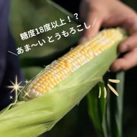 京都府久御山町 とうもろこし バイカラー 5本 朝採れコーン【配送不可地域：離島・北海道・沖縄県・東北】【1737376】