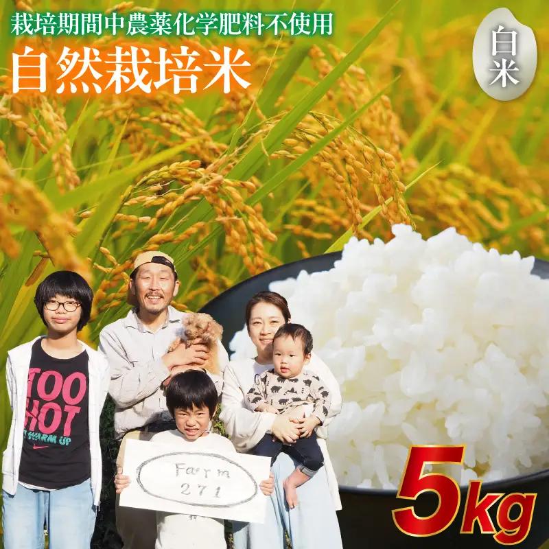 令和7年度産 自然栽培米 こしひかり 5kg 精米 白米