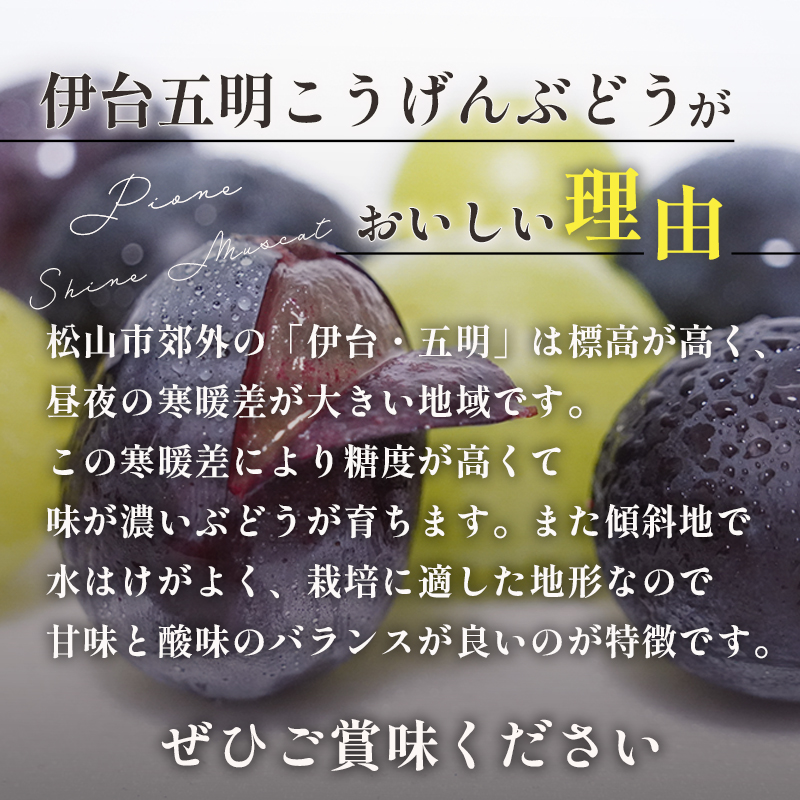 【伊台五明こうげんぶどう】シャインマスカット 約1kg | シャインマスカット ぶどう 伊台五明こうげんぶどう 冷蔵 期間限定 愛媛県 松山市 ベジろう 送料無料