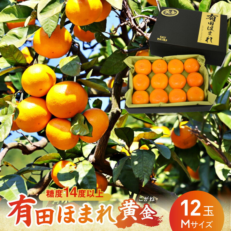【ふるさと納税】【2026年先行予約】高糖度 14度 以上 有田ほまれ 黄金 Mサイズ 12玉 和歌山産 国産 有田みかん 酸味 オリジナル 化粧箱 みかん 温州みかん 柑橘 フルーツ 果物 果実 デザート お取り寄せ お取り寄せフルーツ 和歌山県 湯浅町 送料無料
