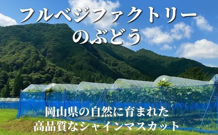 【2025年先行予約】［露地］岡山県産シャインマスカット 2kg （３〜５房入）ご家庭用