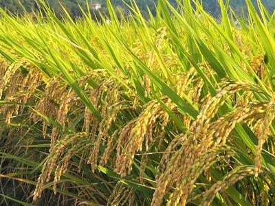 内子からり米　令和7年産ヒノヒカリ（精米10kg×2袋）【北海道・沖縄配送不可】