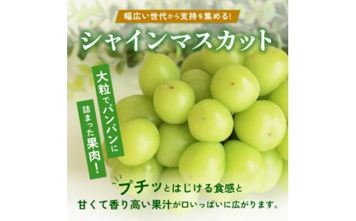 ＜2026年 先行予約＞朝採り シャインマスカット 約600g(1房)【1557593】