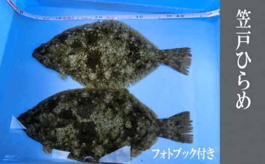 笠戸ひらめ ／ フォトブック 魚 ヒラメ 鮃 ひらめ  鮮魚 刺身用 笠戸ひらめ 旬 魚介 下松 産地直送 新鮮 旨み 食感 海の幸 お取り寄せ ごちそう グルメ 家庭料理 下松市 山口県 特産品 No.003