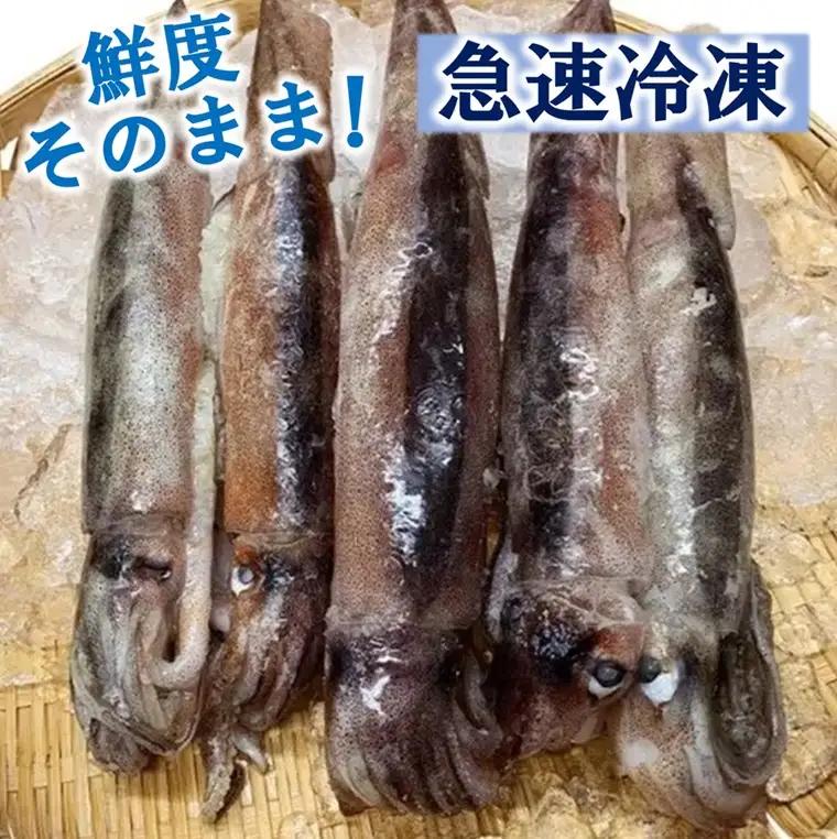 冷凍スルメイカ 中 ４本～６本 （約１kg前後） いか 刺身 いかめし イカの塩辛 イカ焼き
