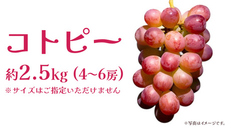 コトピー 2.5kg 【2026年8月下旬発送開始 】 (茨城県共通返礼品：大子町)