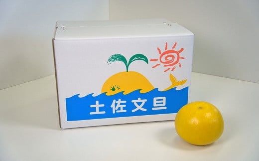 土佐文旦 10kg 2L 3L ぶんたん 文旦 ご家庭用 植田農園 高知 黒潮町 柑橘 柑橘類 フルーツ 果物 産地直送 18個前後 糖度11 12 文旦セット 自宅用 家庭用文旦 大玉 中玉 文旦10kg 文旦2L 文旦3L 文旦高知 文旦柑橘 旬 フルーツセット 文旦箱入 文旦詰め合わせ 文旦土佐 文旦黒潮町［1537-3］