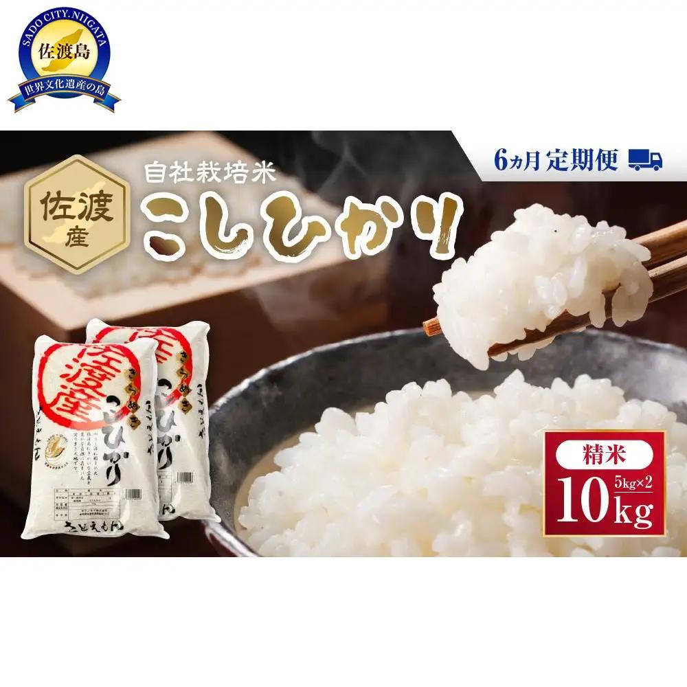 自社栽培米佐渡産こしひかり（精米10kg）6カ月定期便