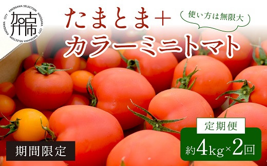 
            【限定出荷】"たまとま"＋カラーミニトマト(約4kg)[定期便2回]]《 野菜 トマト ミニトマト カラートマト 定期 定期便 2回 美味しい セット とまと 》【2403C12103】
          