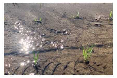 【令和7年産】獅子米 ミルキークイーン 精米 10kg 岡田ファーム お米 白米 米 おこめ ブランド米 ミルキー 10キロ 国産 単一原料米 コメ こめ ご飯 銘柄米 茨城県産 茨城 産直 産地直送