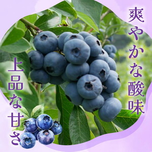 【数量＆期間限定】国産大粒ブルーベリー　100g×8パック入り ※2025年6月中旬～8月中旬に順次発送予定 ※北海道・沖縄・離島への配送不可