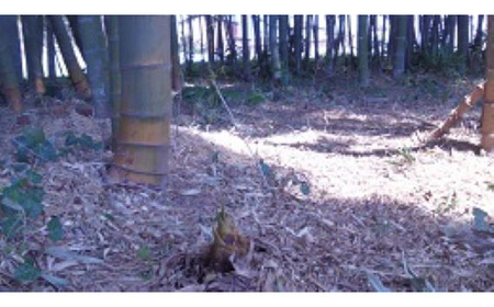 茨城県坂東市産 朝掘りたけのこ 約3kg（2～4本入）・米ぬか付き No.709