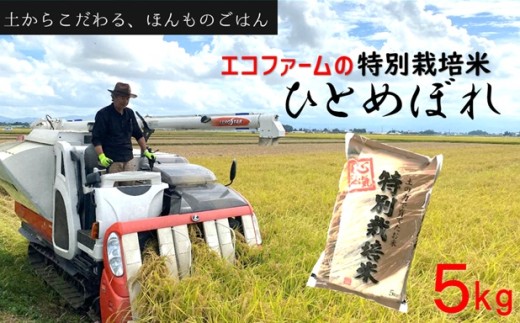 【令和8年産・精米】エコファームの特別栽培米ひとめぼれ5kg※10月上旬ごろ発送