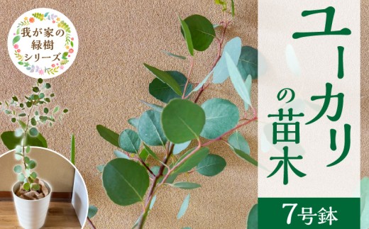 チーム田主丸『ユーカリ苗木７号鉢』 _ 苗木 7号鉢 ユーカリ チーム田主丸 1本 ユーカリの苗木 庭木 鉢植え 植木 ドライフラワー スワッグ リース リラックス効果 虫よけ 常緑樹 シンボルツリー ガーデニング 植物 インテリア お手入れ簡単 育て方付き お取り寄せ 福岡県 久留米市 送料無料 _Hf039
