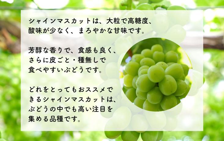 ≪南信州産≫エメラルドグリーンに輝く大粒の「シャインマスカット」をお届けします！