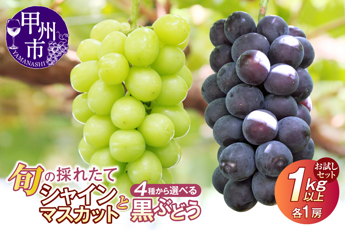 
            《選べる組み合わせ》【クール配送】お試しセット！旬の採れたてシャインマスカット＆黒ぶどう（藤稔/巨峰/ブラックビート/BKシードレス）1.0kg以上（各1房）【2025年発送】（HO） 【シャインマスカット 藤稔 巨峰 ブラックビート BKシードレス 葡萄 ぶどう ブドウ 令和7年発送 期間限定 山梨県産 甲州市 フルーツ 果物】
          