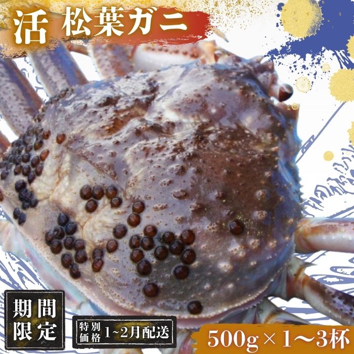 【ふるさと納税】【期間限定配送！1～2月発送希望の方へ！】松葉ガニ 〈活カニ〉松葉ガニ マツバガニ タグ付き＜11月中旬～2月中旬頃発送予定＞　＜選べる容量＞500g 1000g 1500g 1.0kg 1.5kg 松葉カニ 国産蟹 かに お中元 松葉蟹 贈り物に プレゼント 贈与 ギフト