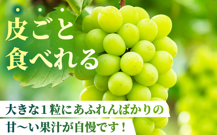 【先行予約】【数量限定】食べ比べセット 800g（シャインマスカット & ピオーネ or Sブラック 各一房）【合同会社 社方園】 [ZBZ001]