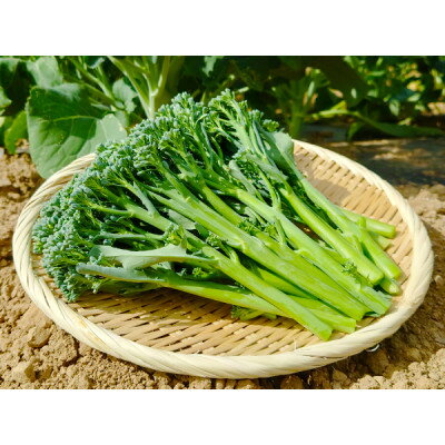 【ふるさと納税】北海道から産地直送!栽培期間中農薬・化学肥料・除草剤不使用 スティックセニョール 1kg【配送不可地域：離島】【1677147】